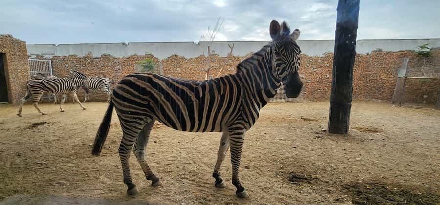 Safari World Zoo and Wahiba Sands with Sunset - Price and extra costs: where your $100 can grow