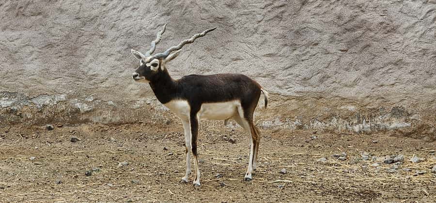 Safari World Zoo and Wahiba Sands with Sunset - Best fit: who should book this Wahiba Sands sunset day