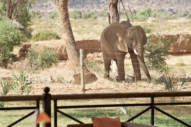 Samburu/ Aberdare/ Lake Nakuru/ Masai Mara 7 Days Safari - Lake Nakuru and Thompsons Falls: rhinos, flamingos, and a smart mid-trip shift