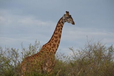 Samburu/ Aberdare/ Lake Nakuru/ Masai Mara 7 Days Safari - Aberdare National Park: the lodge deck experience that changes the vibe