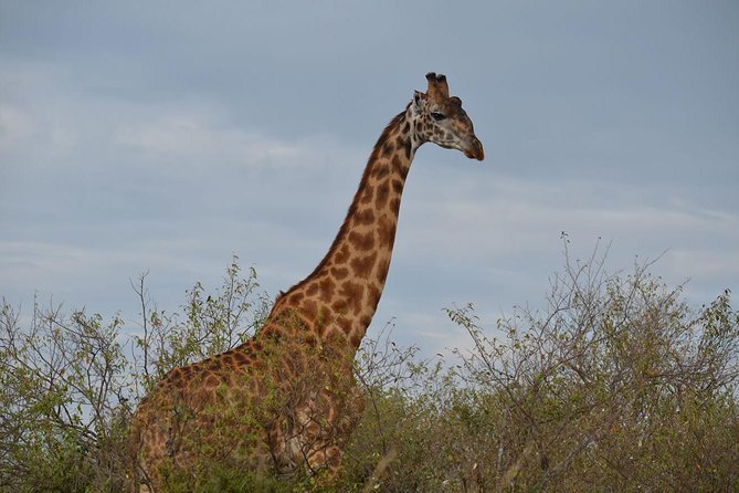 Samburu/ Aberdare/ Lake Nakuru/ Masai Mara 7 Days Safari - Aberdare National Park: the lodge deck experience that changes the vibe
