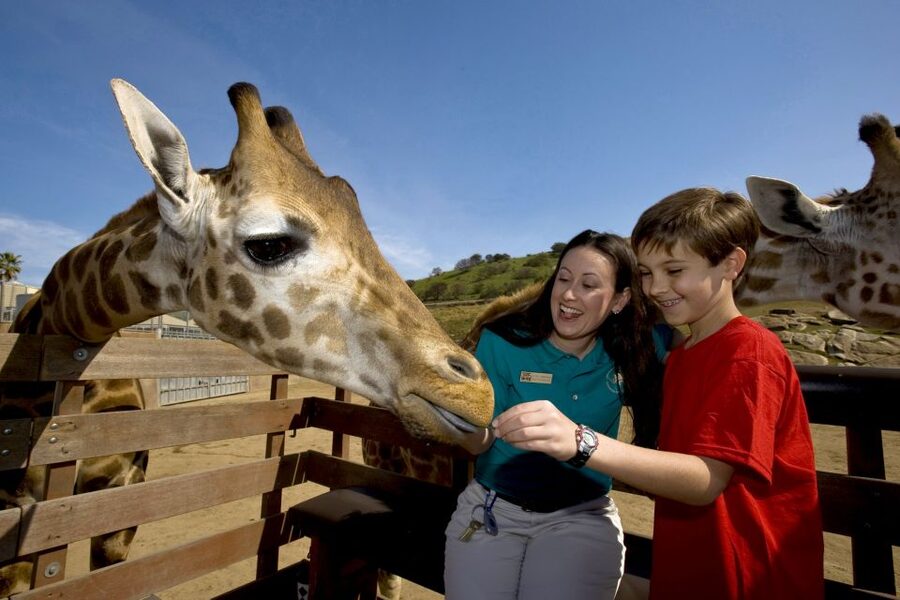 San Diego: San Diego Zoo Safari Park 1-Day Ticket - Lion Camp: the nose-to-nose moment you should build your day around