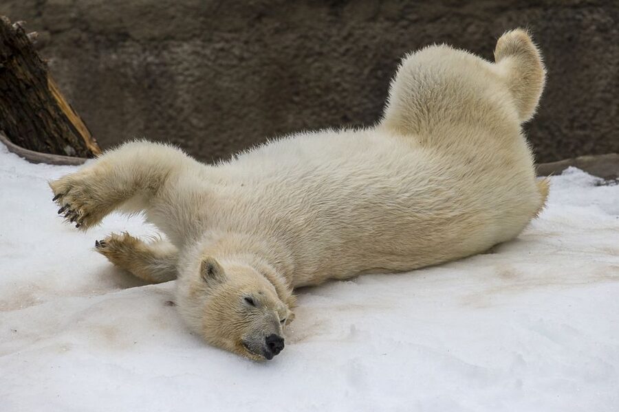 San Diego Zoo and Safari Park: 2-Day Entry Ticket - Who This Two-Day Zoo + Safari Ticket Is Best For