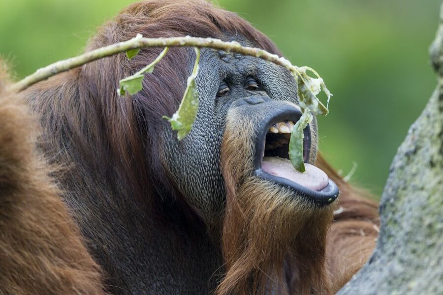 San Diego Zoo and Safari Park: 2-Day Entry Ticket - Zoo Transport You’ll Actually Use: Skyfari and the Zoo Guided Bus