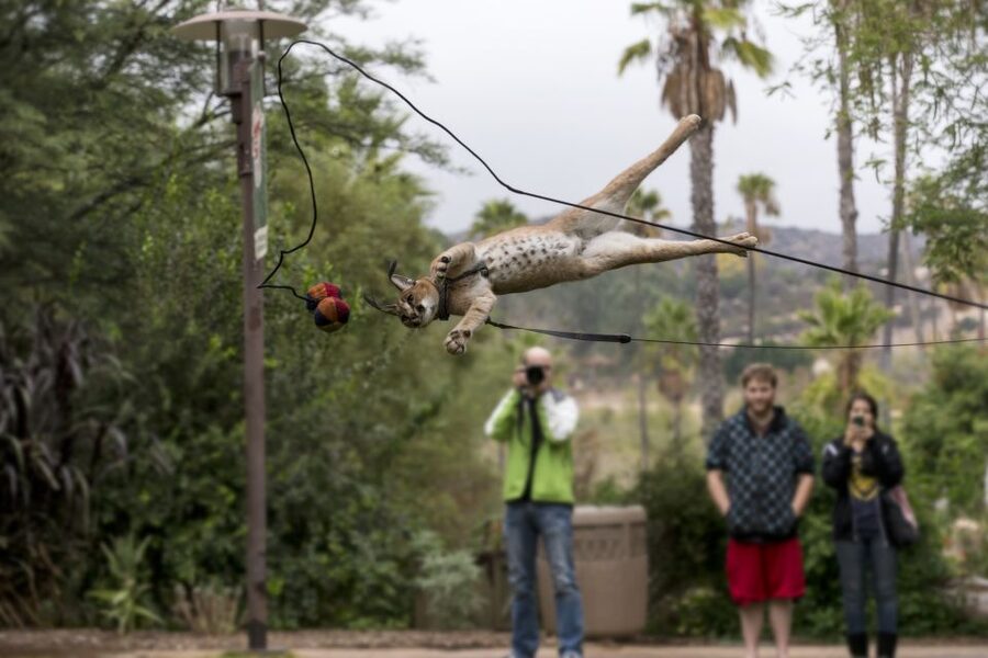San Diego Zoo and Safari Park: 2-Day Entry Ticket - Safari Park Day Planning: How to Combine Tram Time and Walk Time