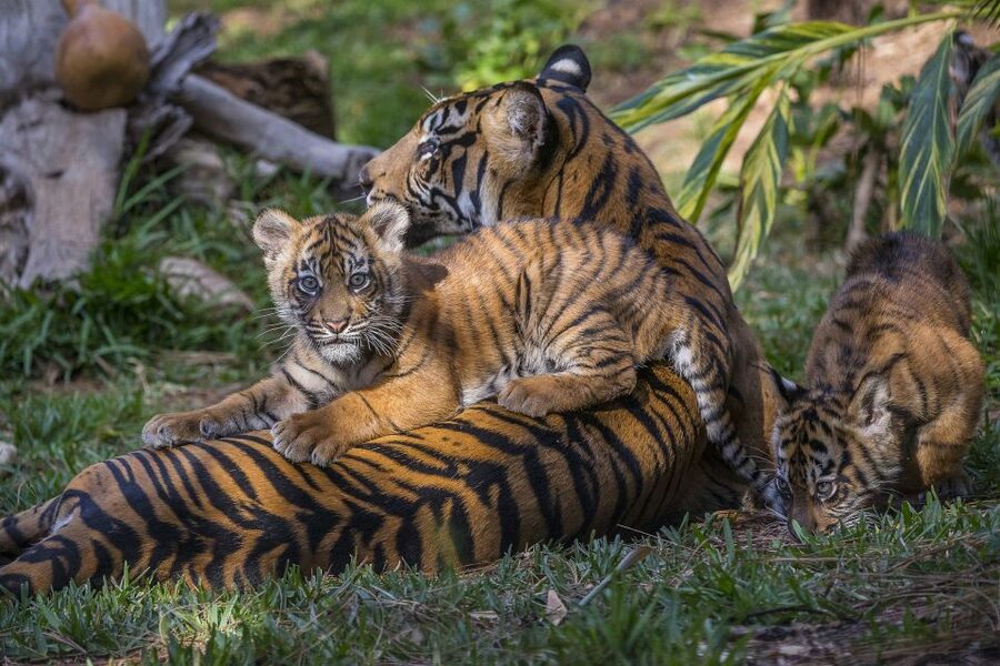 San Diego Zoo and Safari Park: 2-Day Entry Ticket - What’s Included (and What You Should Prioritize)