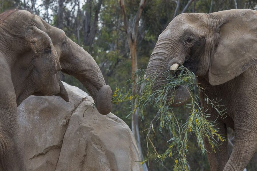 San Diego Zoo and Safari Park: 2-Day Entry Ticket - Price and Value: Is $152 for Two Days Fair?