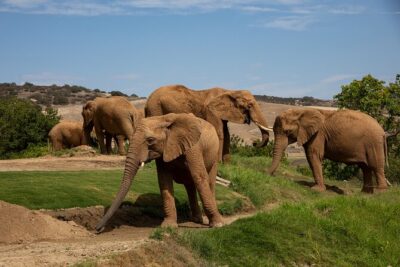San Diego Zoo and Safari Park 2-Visit Pass Ticket - San Diego Zoo strategy: Elephant Odyssey sets the tone