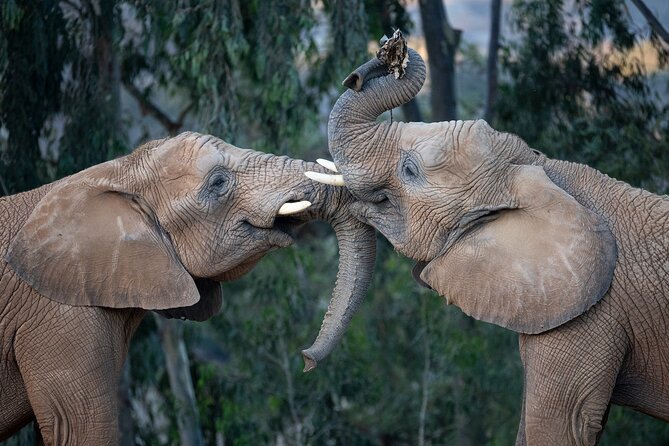 San Diego Zoo and Safari Park 2-Visit Pass Ticket - Safari Park plan: Africa Tram plus the Heart of Africa trail