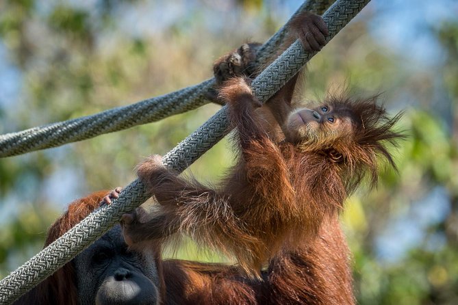 San Diego Zoo and Safari Park 2-Visit Pass Ticket - Who this pass is best for (and who might not love it)