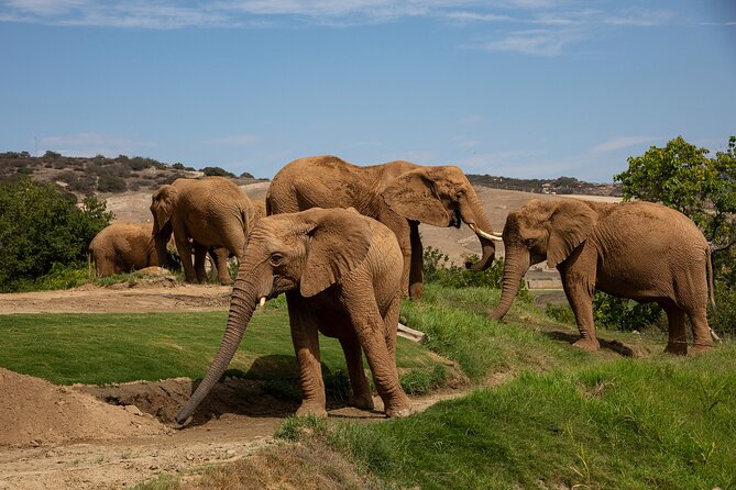 San Diego Zoo and Safari Park 2-Visit Pass Ticket - San Diego Zoo strategy: Elephant Odyssey sets the tone