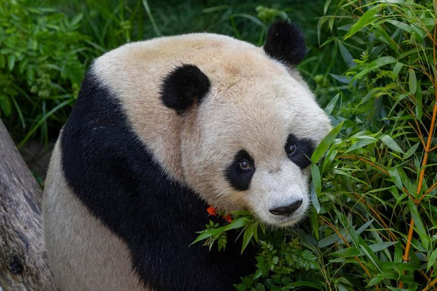 San Diego Zoo Safari Park 1-Day Ticket - Key highlights to zero in on