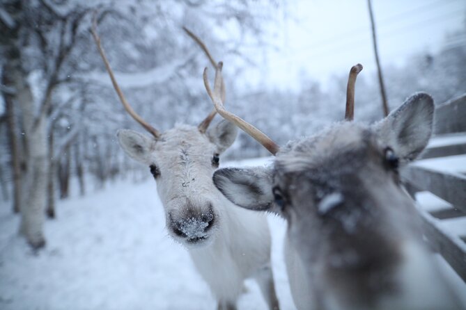 Santa Claus Village, Husky and Reindeers Combo Safari - From Santa Claus Village to the Farms: How the Timing Works