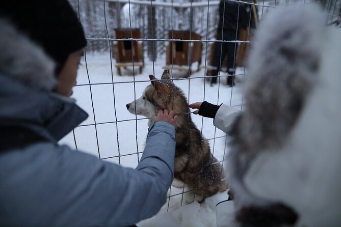 Santa Claus Village, Husky and Reindeers Combo Safari - Husky Park: Meet the Dogs and Expect a Short Sled Ride