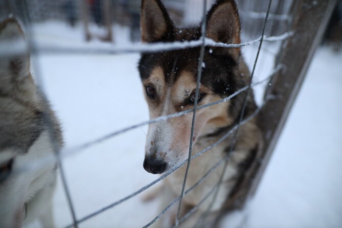 Santa Claus Village, Husky and Reindeers Combo Safari - Pickup, Drop-Off, and Group Size: Why Logistics Matter in Rovaniemi