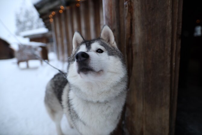 Santa Claus Village, Husky and Reindeers Combo Safari - Tips to Reduce Stress and Get Better Results