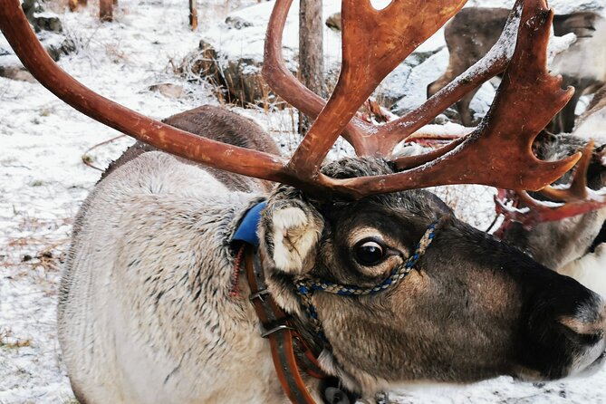 Santa's Reindeer & Husky Safari + Aurora BBQ in Rovaniemi - Key Things That Make This Tour Worth Your Time
