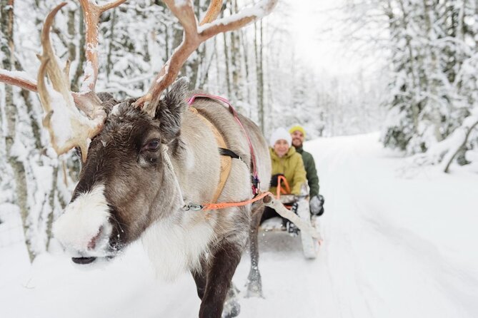 Santa's Reindeer & Husky Safari + Aurora BBQ in Rovaniemi - Morning Setup: From Hotel Pickup to Husky Safari Energy