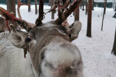 Santa's Reindeer & Husky Safari + Aurora BBQ in Rovaniemi - Santa Village Break: A Free Window to Plan Your Own Winter Fun