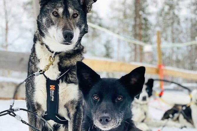 Santa's Reindeer & Husky Safari + Aurora BBQ in Rovaniemi - Who This Tour Fits Best (And Who Might Want Another Option)