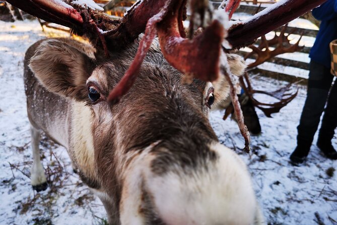 Santa's Reindeer & Husky Safari + Aurora BBQ in Rovaniemi - Practical Tips to Make Your Day Smoother