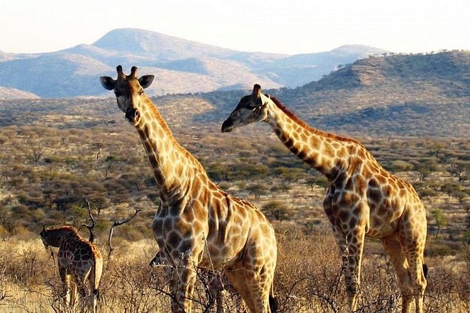 Scenic Game Drive Activity - Why Düsternbrook Feels Like a Real Safari in Only Half a Day
