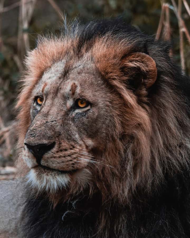 Schotia Private Game Reserve Safari - What you’ll spot: Big Five chances plus birds and plains animals