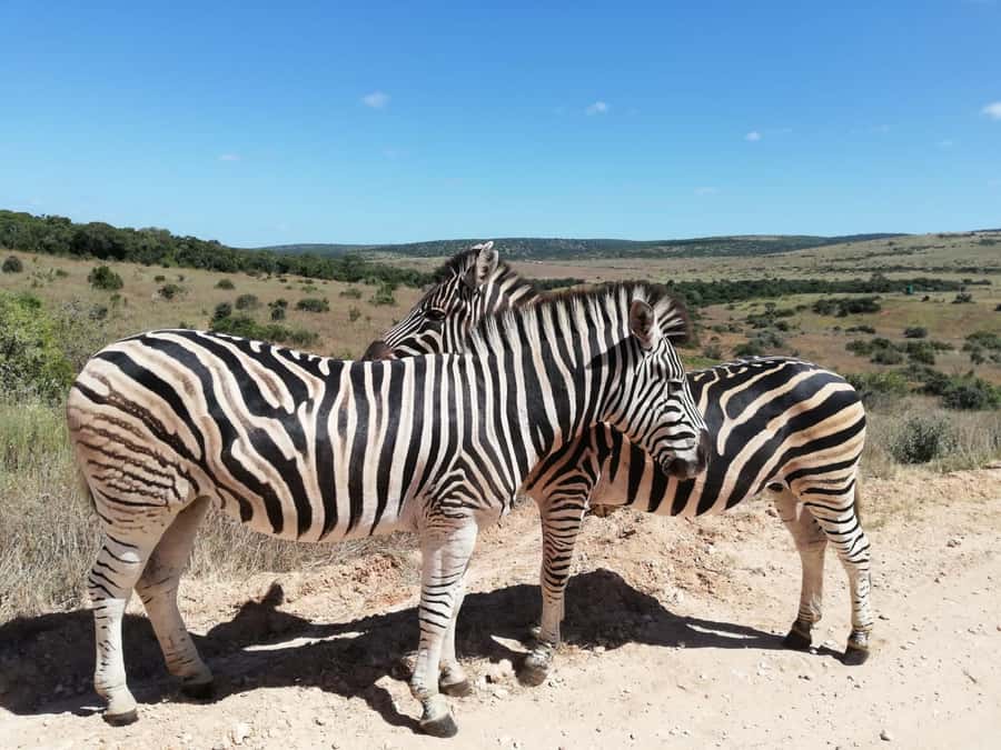 Schotia Private Game Reserve Safari - The 5-hour rhythm from Port Elizabeth: pickup to return