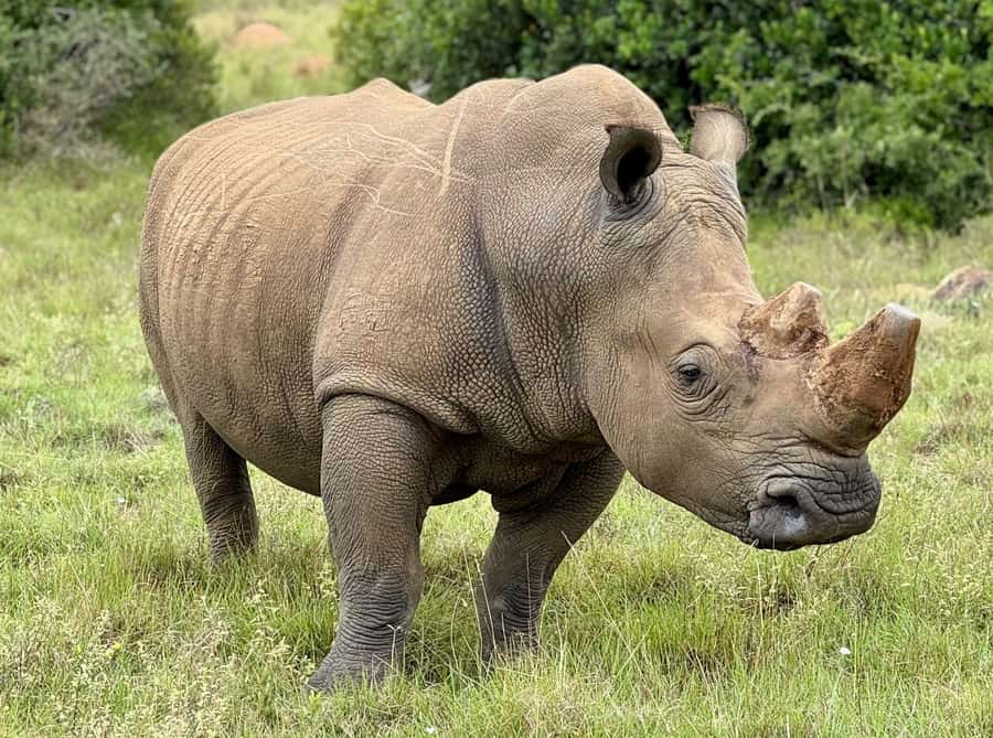 Schotia Private Game Reserve Safari - Open-vehicle guiding in English: how to get better sightings