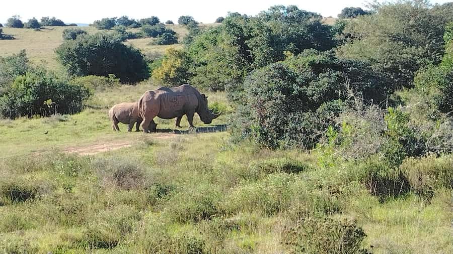 Schotia Private Game Reserve Safari - Who this safari fits best (and who should skip it)