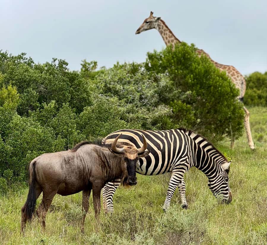 Schotia Private Game Reserve Safari - Should you book Schotia Private Game Reserve safari?