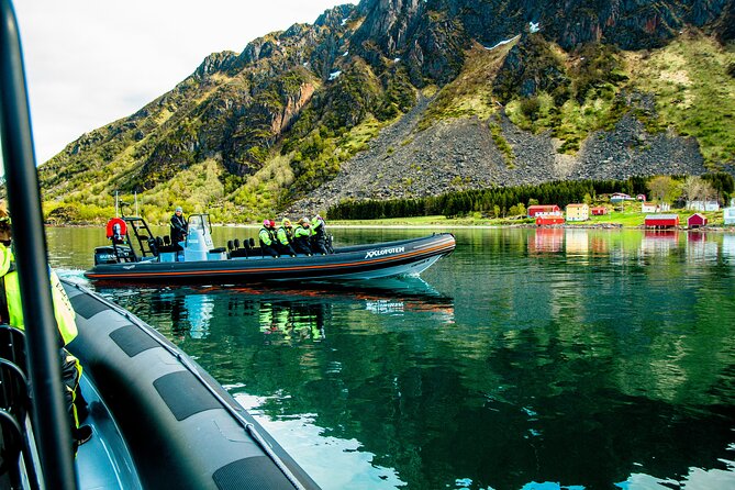 Sea Eagle Safari from Svolvær to Trollfjorden - Photo and bird-watching tips that actually help