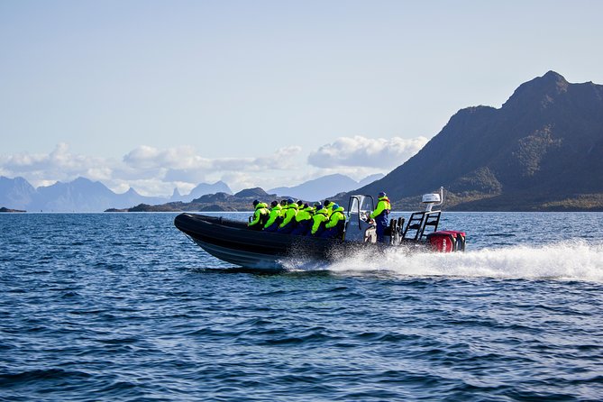 Sea Eagle Safari from Svolvær to Trollfjorden - Sea eagle sightings: what you’re really looking for