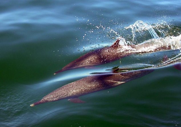 Sea Safari & Beach BBQ at secluded Pizota jungle beach - Key Things You’ll Like on This Sea Safari
