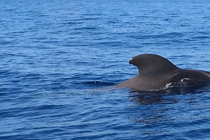 SEA SAFARI Dolphins, Whales, 3h speedboat DISCOVERY-TOUR - Snorkeling Time with Included Gear: You Choose How Far You Go