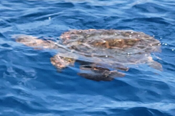 SEA SAFARI Dolphins, Whales, 3h speedboat DISCOVERY-TOUR - Food and Drinks on Board: When Convenience Saves Your Trip