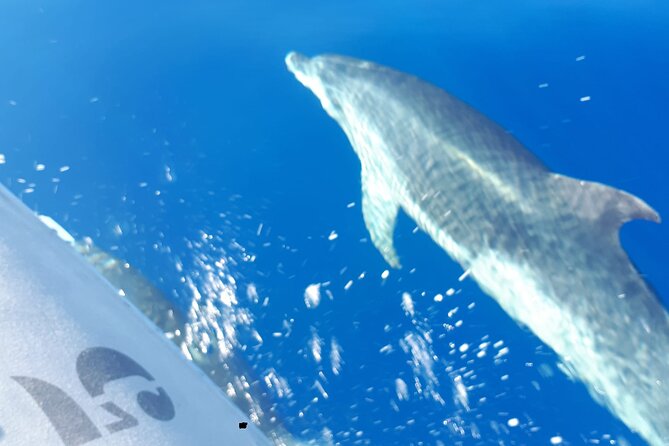 SEA SAFARI Dolphins, Whales, 3h speedboat DISCOVERY-TOUR - The 3-Hour Speedboat Format: Lots of Ground in a Short Time