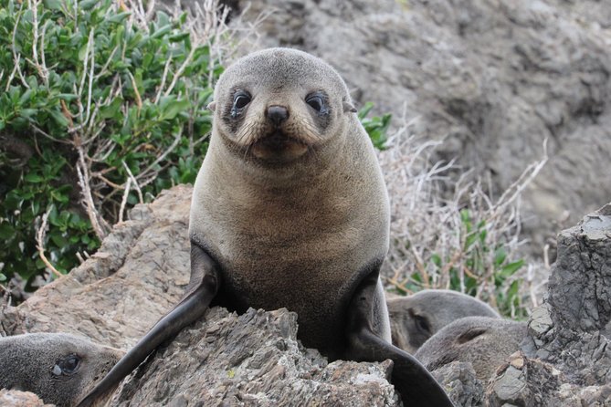 Seal Coast Safari - Exclusive access to Wellington's secret coast - Key Things That Make This Tour Work