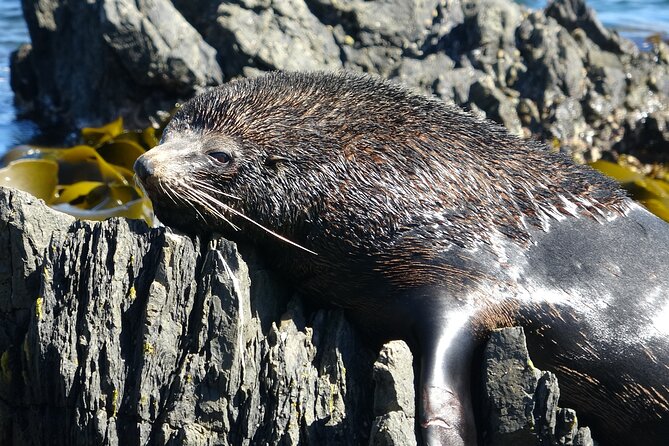 Seal Coast Safari - Exclusive access to Wellington's secret coast - A Secret-Coast Wellington Escape in 3.5 Hours