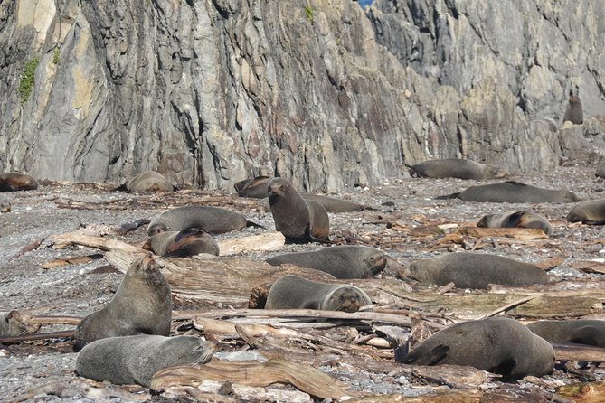 Seal Coast Safari - Exclusive access to Wellington's secret coast - Cape Terawhiti and the Leaning Lighthouse (Karori Rock)