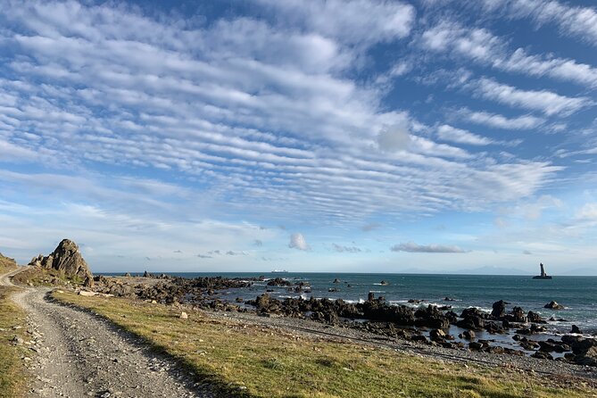 Seal Coast Safari - Exclusive access to Wellington's secret coast - Price and Value: Why $121.01 Feels Fair for This Route