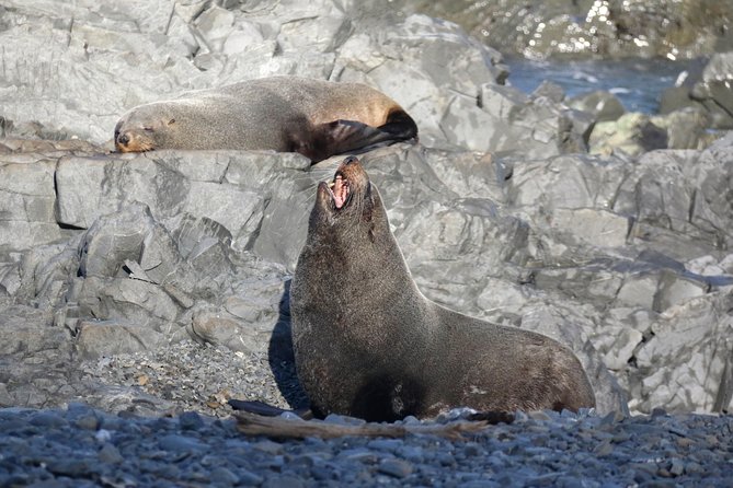 Seal Coast Safari - Exclusive access to Wellington's secret coast - Guides You Might Meet, and the Style You Get