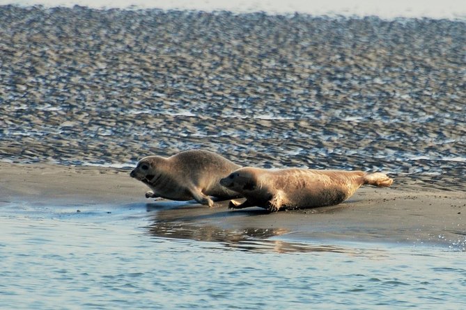 Seal Safari at UNESCO Site Waddensea from Amsterdam - Seeing the Enclosing Dike from the sea without the science lecture