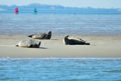 Seal Safari at UNESCO Site Waddensea from Amsterdam - Seal safari basics: what to expect on distance and sightings