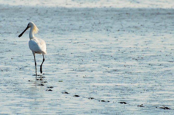 Seal Safari at UNESCO Site Waddensea from Amsterdam - Your guide on the day: the Sara and Eva factor