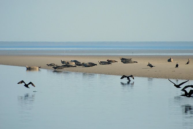 Seal Safari at UNESCO Site Waddensea from Amsterdam - Price and value: is $149.78 worth it?
