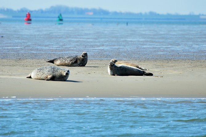 Seal Safari at UNESCO Site Waddensea from Amsterdam - Seal safari basics: what to expect on distance and sightings