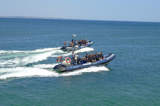 Sealife Sea Safari, Dolphin Watching with Marine Biologist's Lagos - What You Can See: Dolphins, Turtles, and the Rules of Respect