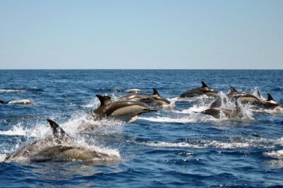 Sealife Sea Safari, Dolphin Watching with Marine Biologist's Lagos - Your Boat Choices: Fast RIBs and the Catamaran Sir Sea-a-Lot