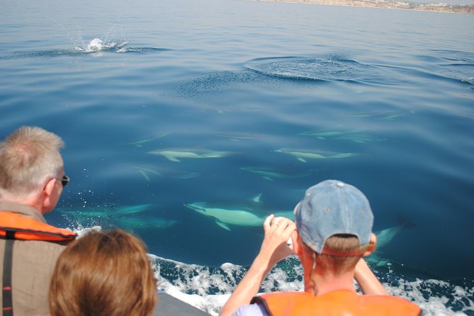 Sealife Sea Safari, Dolphin Watching with Marine Biologist's Lagos - The Search, the Patience, and Why Some Trips Feel Longer